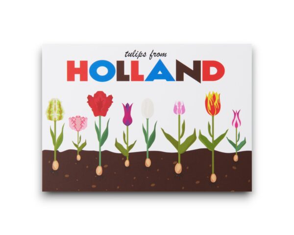 A6 Ansichtkaart - Oude tulpen bollen