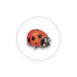 Sluitsticker - Lieveheersbeestje los