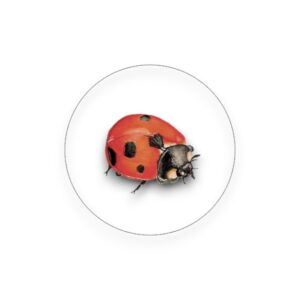 Sluitsticker - Lieveheersbeestje los